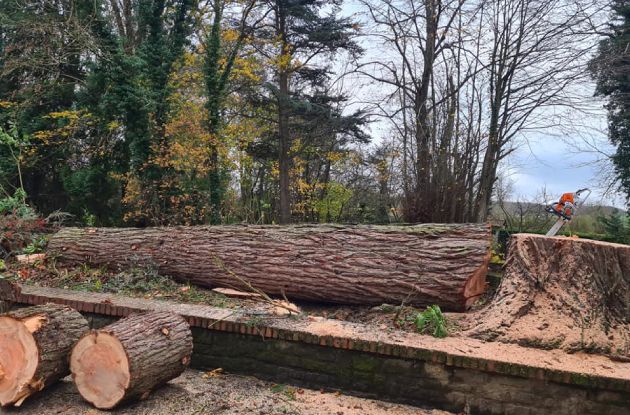 Abattage d'arbres à Calais