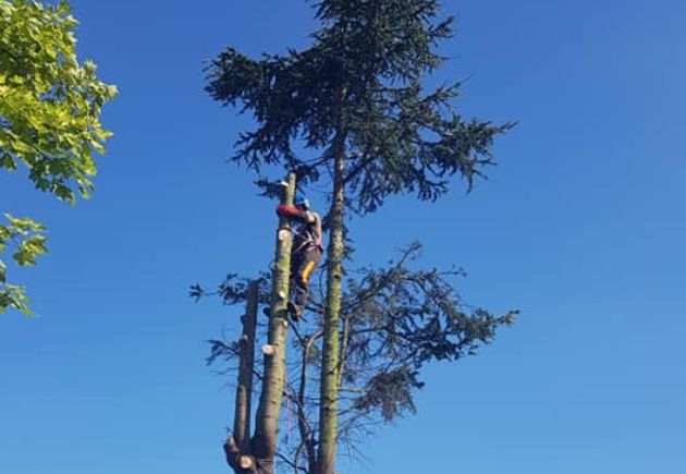 Elagage d'arbres vers Saint-Omer