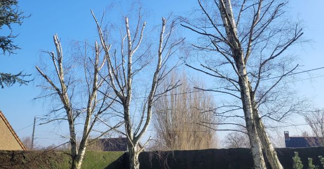 Elagage d'arbres vers Calais